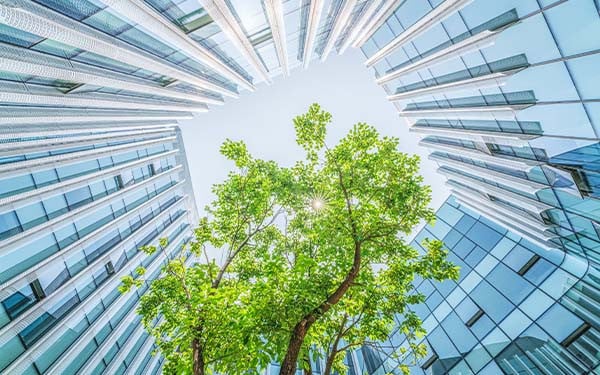 Contemporary skyscrapers built around a tree