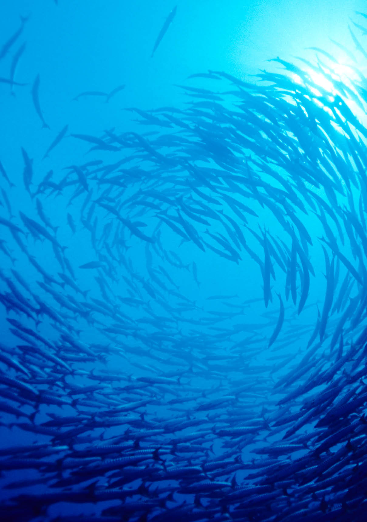 Jacks on reef.  MORE FISH ... (links)